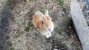 ウサギに囲まれて癒された！？リペア科学生の島旅レポート