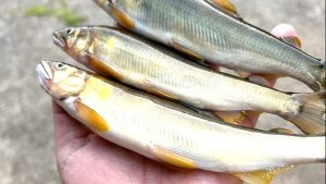 魚とりの竿作り、実はリペアに似てる!?
