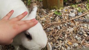 カメラを構えたくなる、青い花畑とうさぎの癒やし