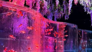 GWの癒やし。金魚に見つけた「見せ方」のこだわり