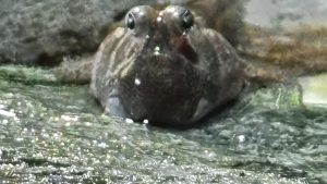 リアルな休日と癒しの名古屋港水族館
